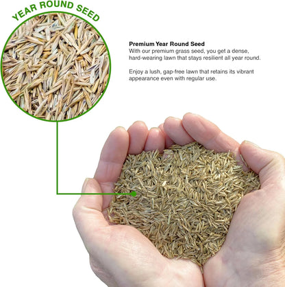 Evergreen Grass Seeds For Beautiful Home Gardening