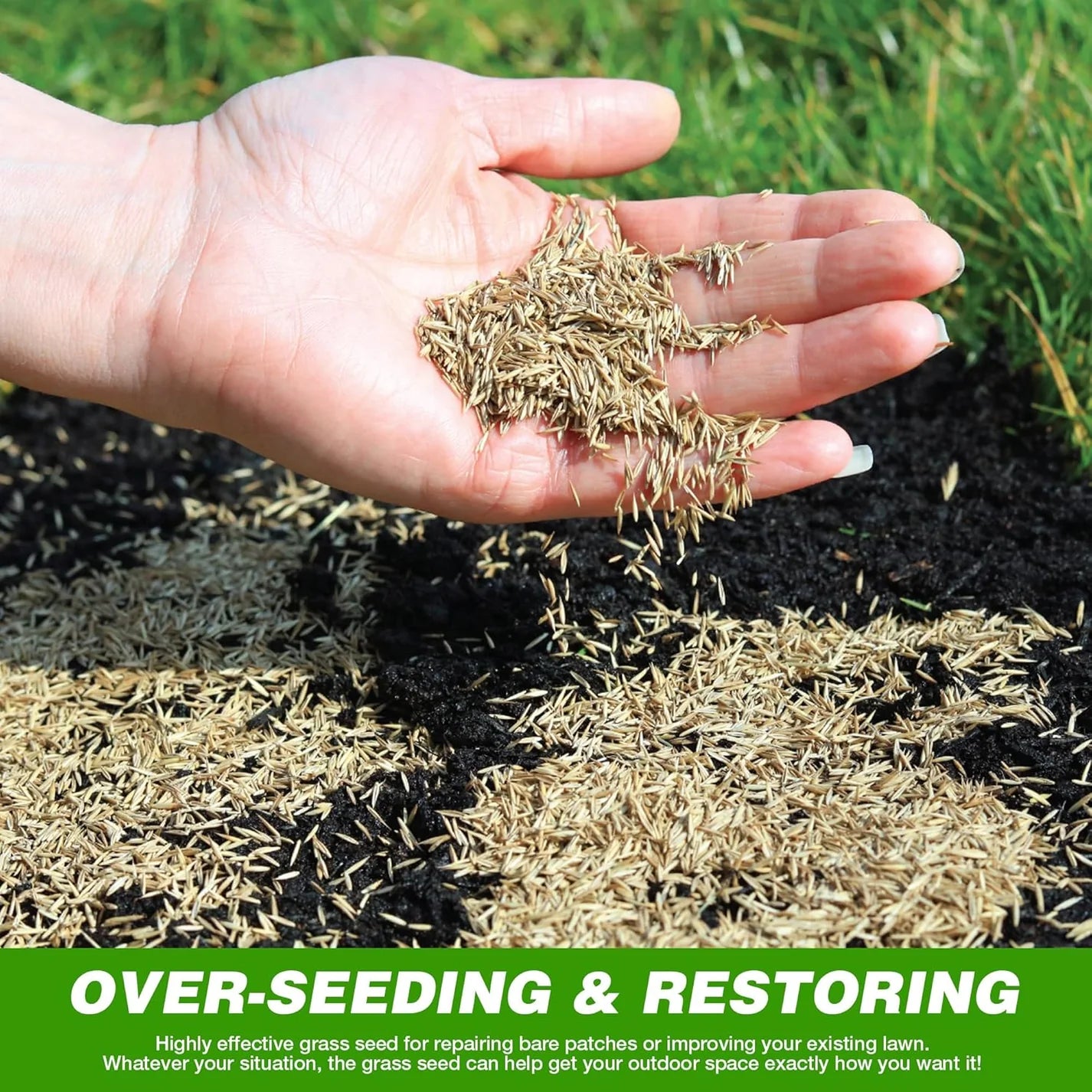 Evergreen Grass Seeds For Beautiful Home Gardening